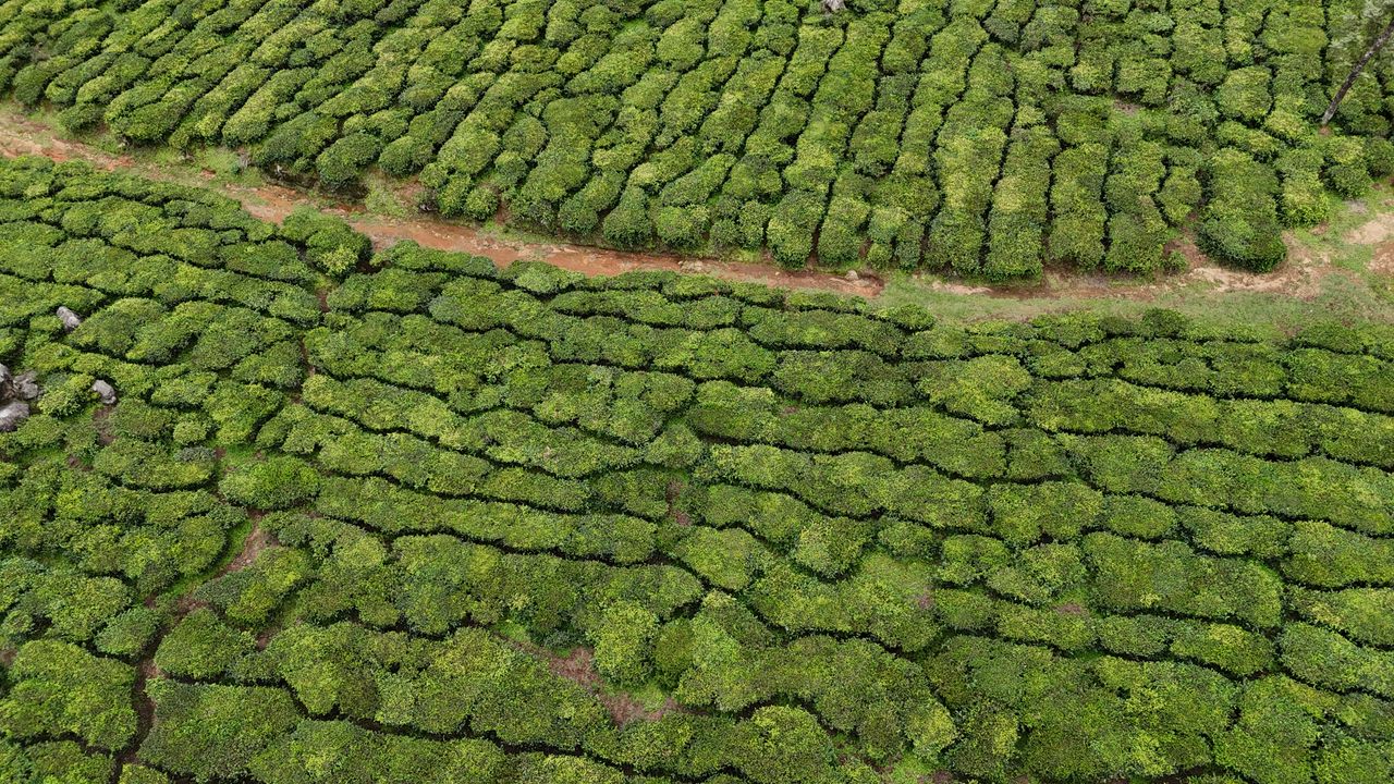 Aerial view of green grain crop rows on Jeevan Organics farm