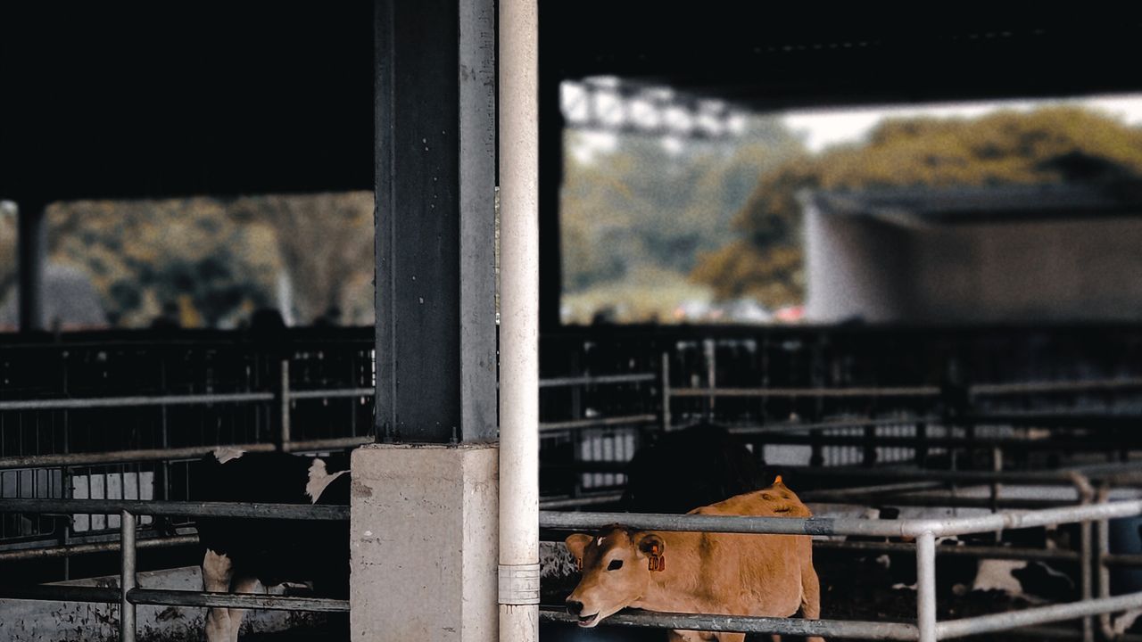 Dairy cattle resting inside the barn at Jeevan Organics farm