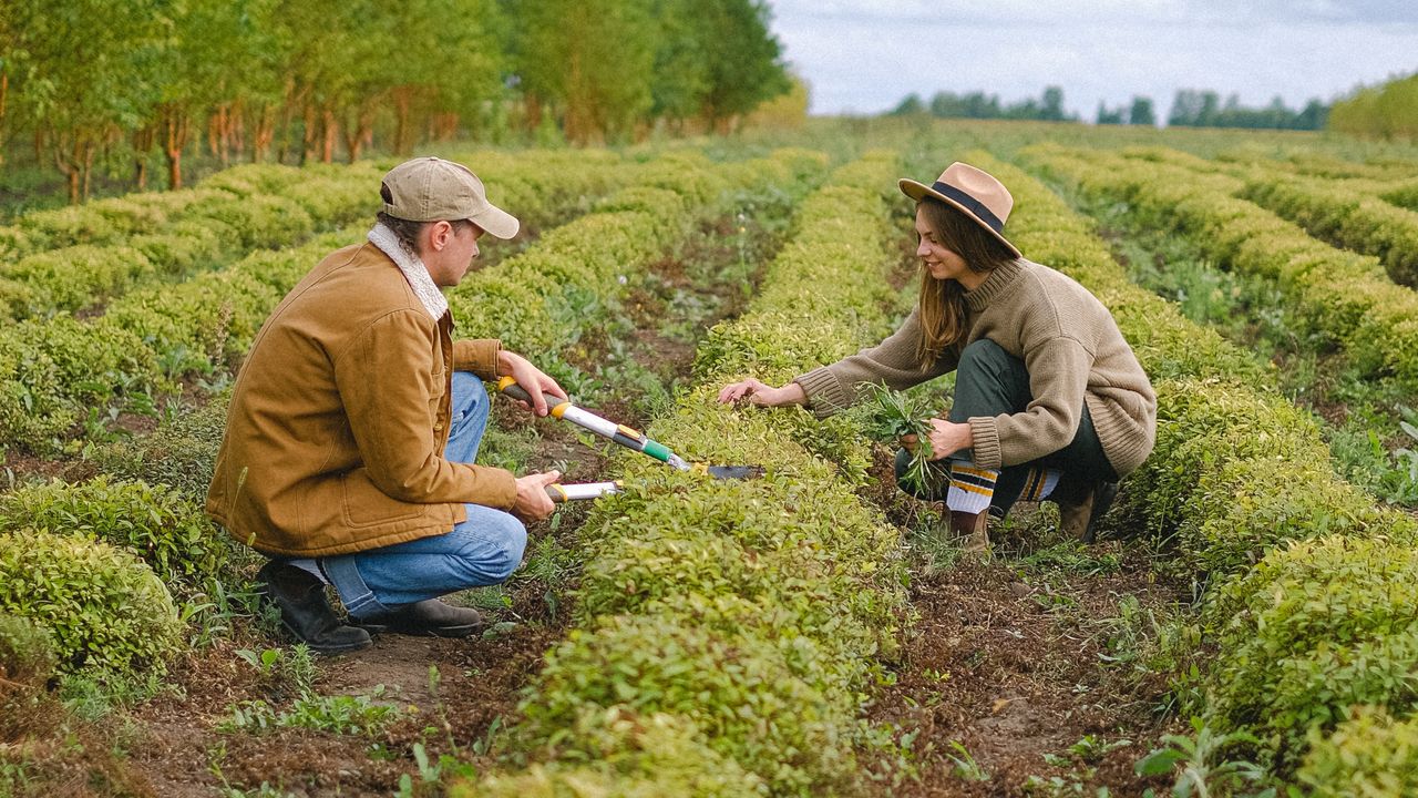 Two Jeevan Organics farmers inspecting the quality of crops together in the field