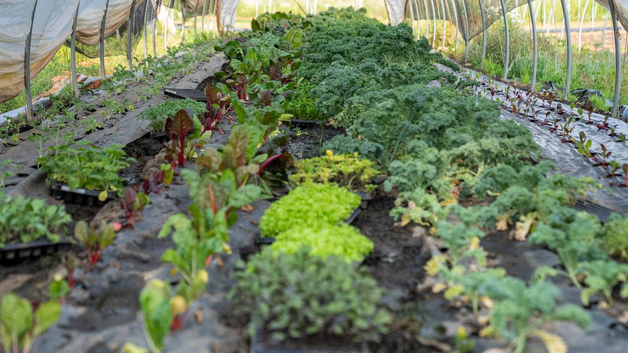 Rows of fresh organic leafy greens ready for harvest