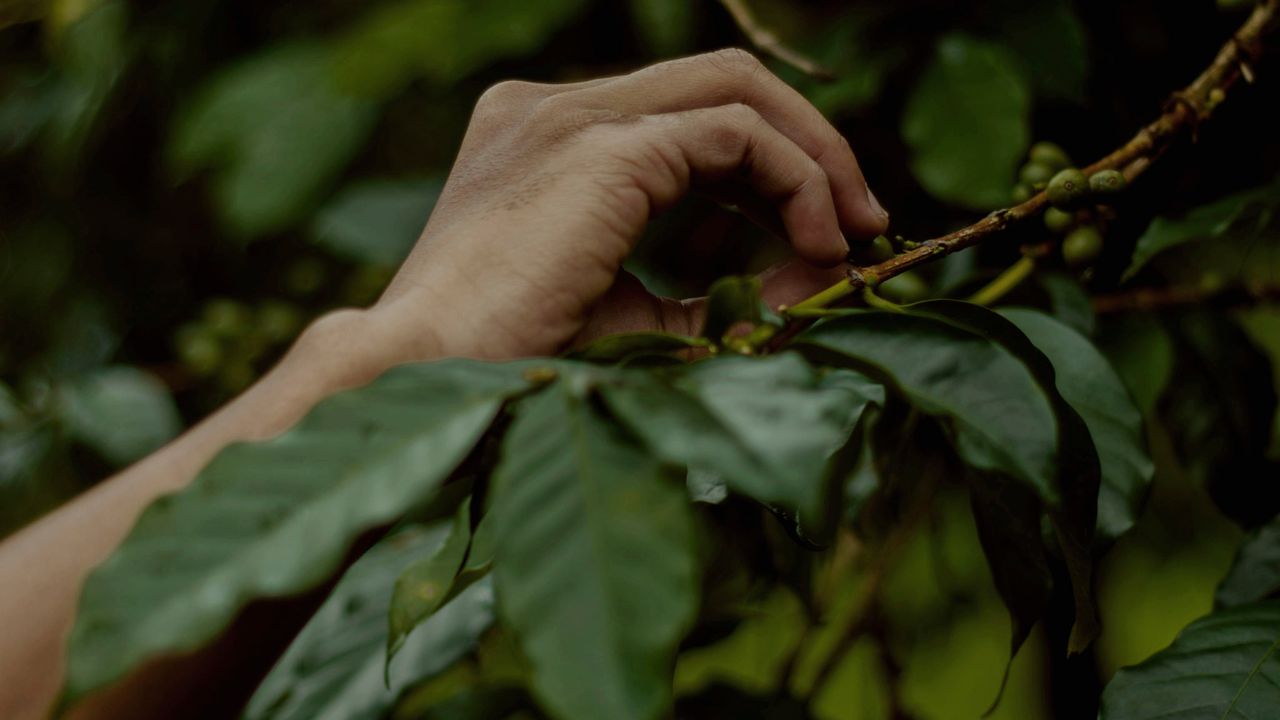 Close-up of hands hand-harvesting fresh vegetables