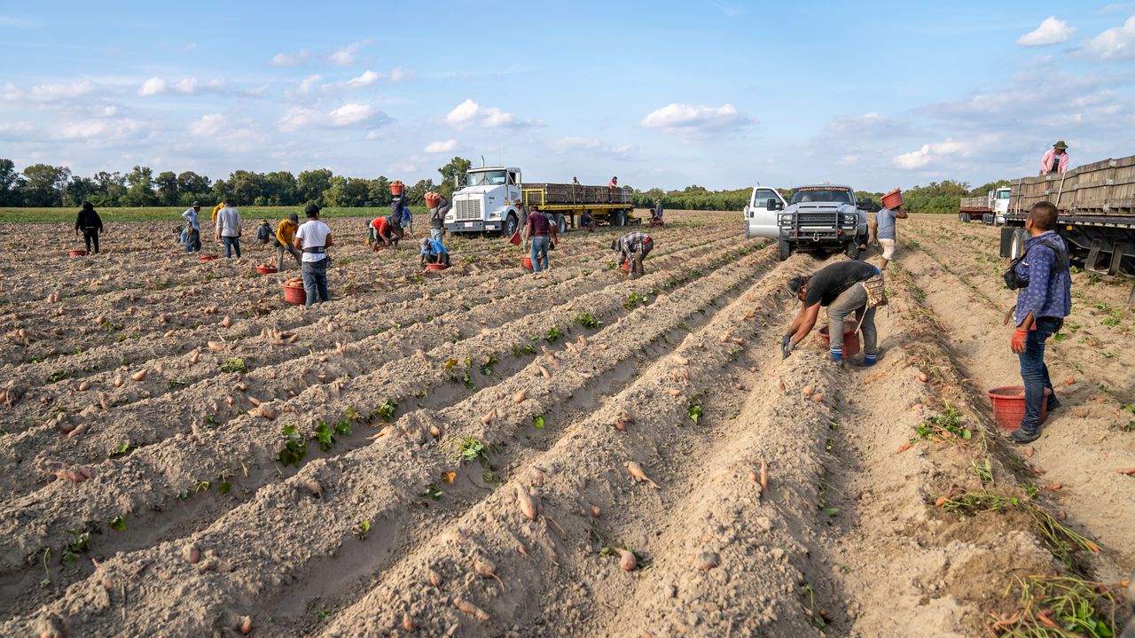 Farm team harvesting mixed vegetables together on a harvest day