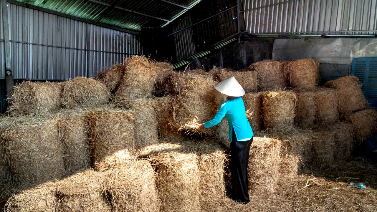 Farm worker stacking hay bales inside the barn