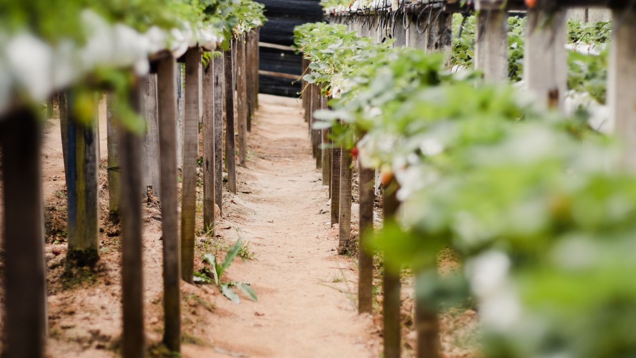 Neat rows of trellised orchard crops at Jeevan Organics