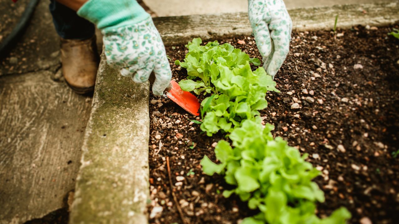 Gloved hands planting a young seedling into dark organic soil