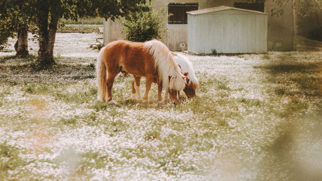 Pony grazing in the farmyard at Jeevan Organics